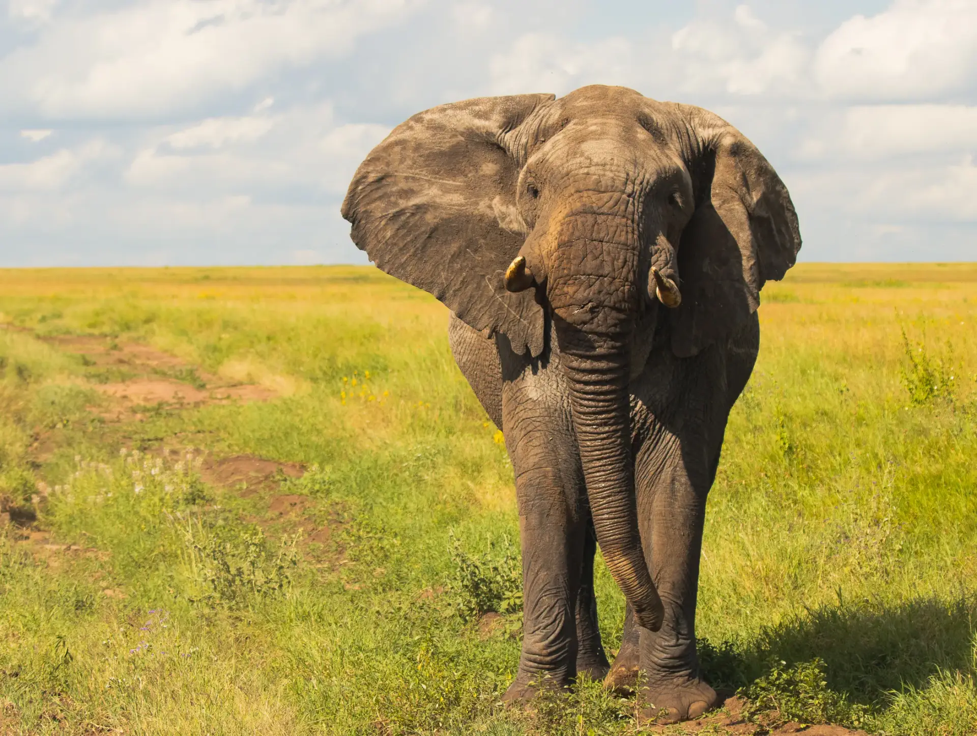 Leona en Tarangire durante la ruta de 6 días por Tanzania